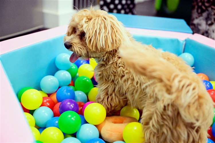 The Furry Funhouse – Pet Services
