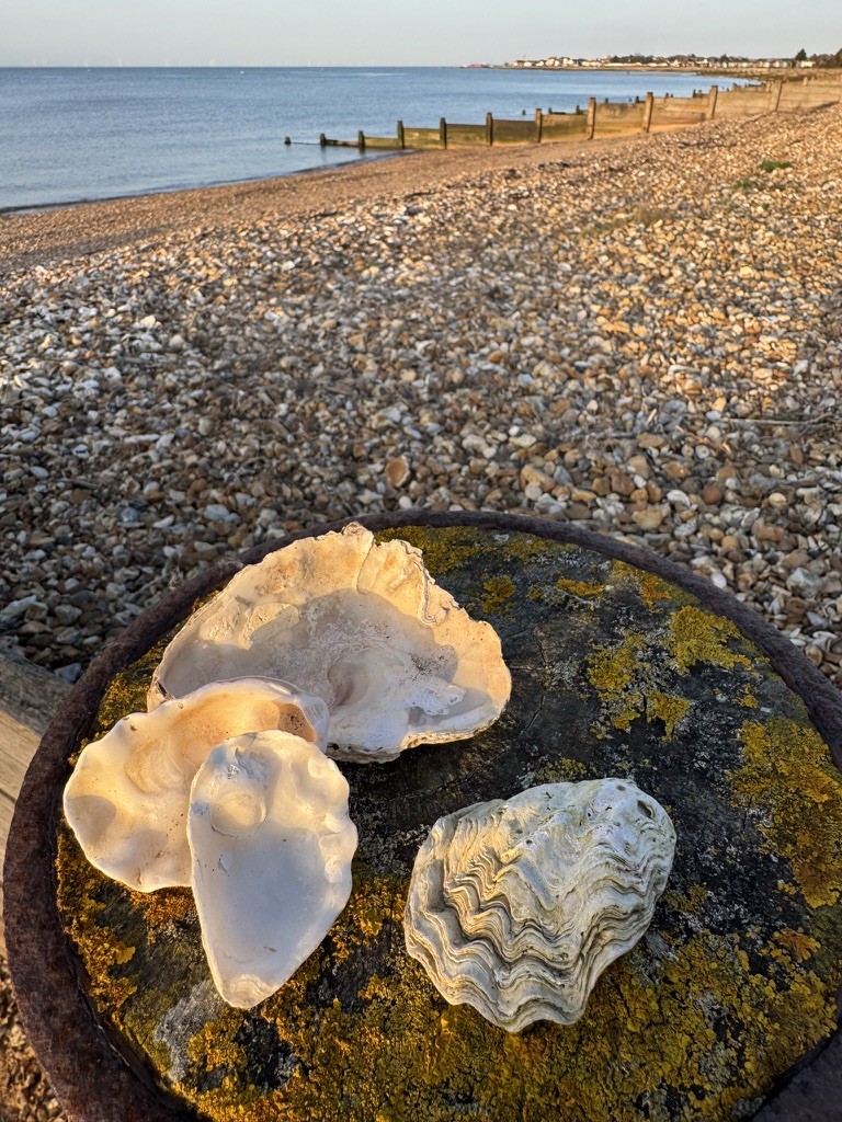 Discover Whitstable photo
